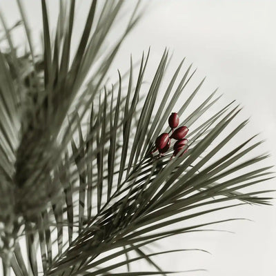 الساوبالميتو